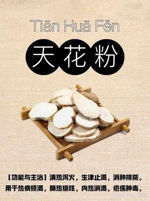 《本草正义》:药肆之所谓天花粉者,即以蒌根切片用之,有粉之名,无粉之