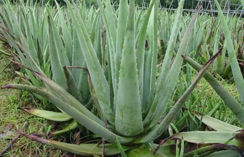 可以食用的芦荟有以下这三种,别乱吃!