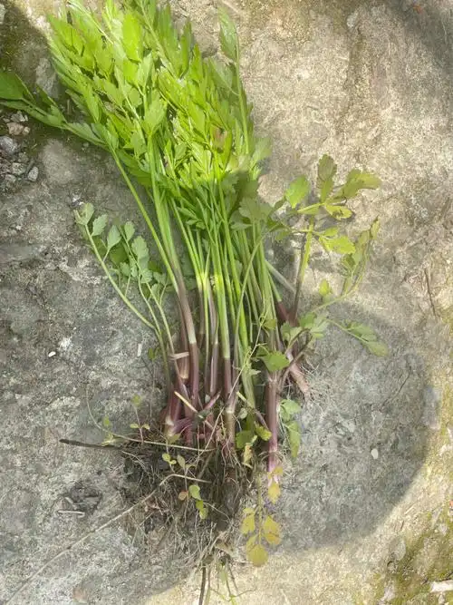 求救这个是野水芹菜吗