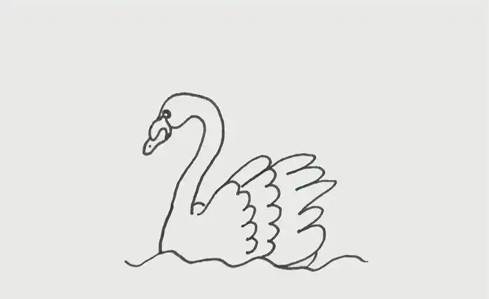简单的野天鹅简笔画