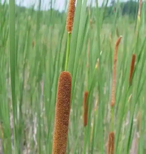水边插着大"烤肠",敢吃炸你一嘴毛!_香蒲_蒲菜_图片