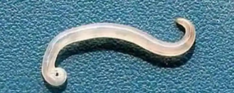 别称弓形虫又称三尸虫,三彭,三尸,三尸神等,是一种细胞内寄生虫