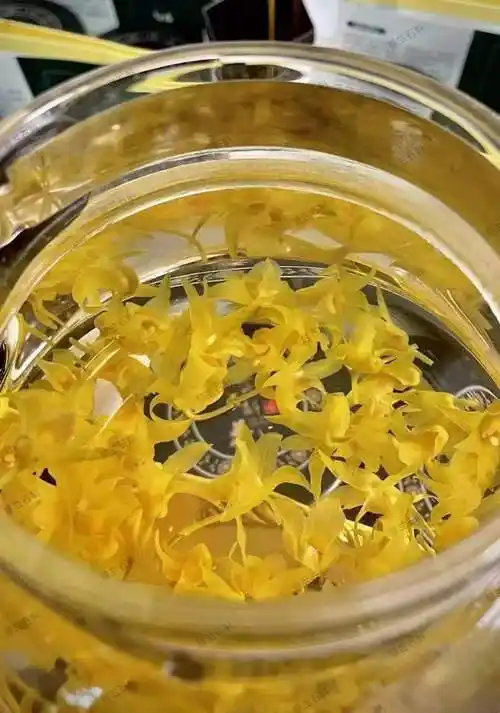 铁皮石斛花泡水调节肠胃加强抵抗力还能消暑