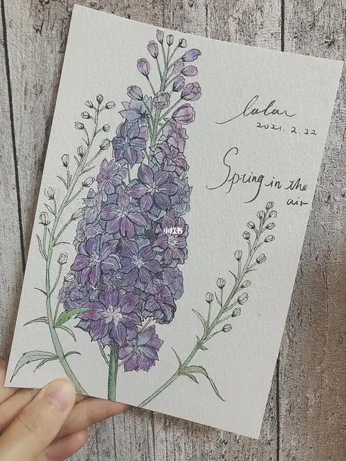 钢笔淡彩丨大花飞燕草