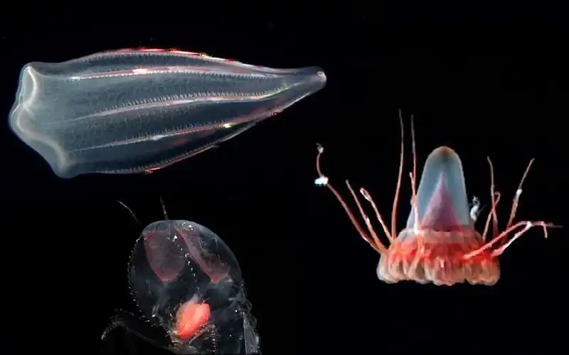 10种会发光的海洋生物