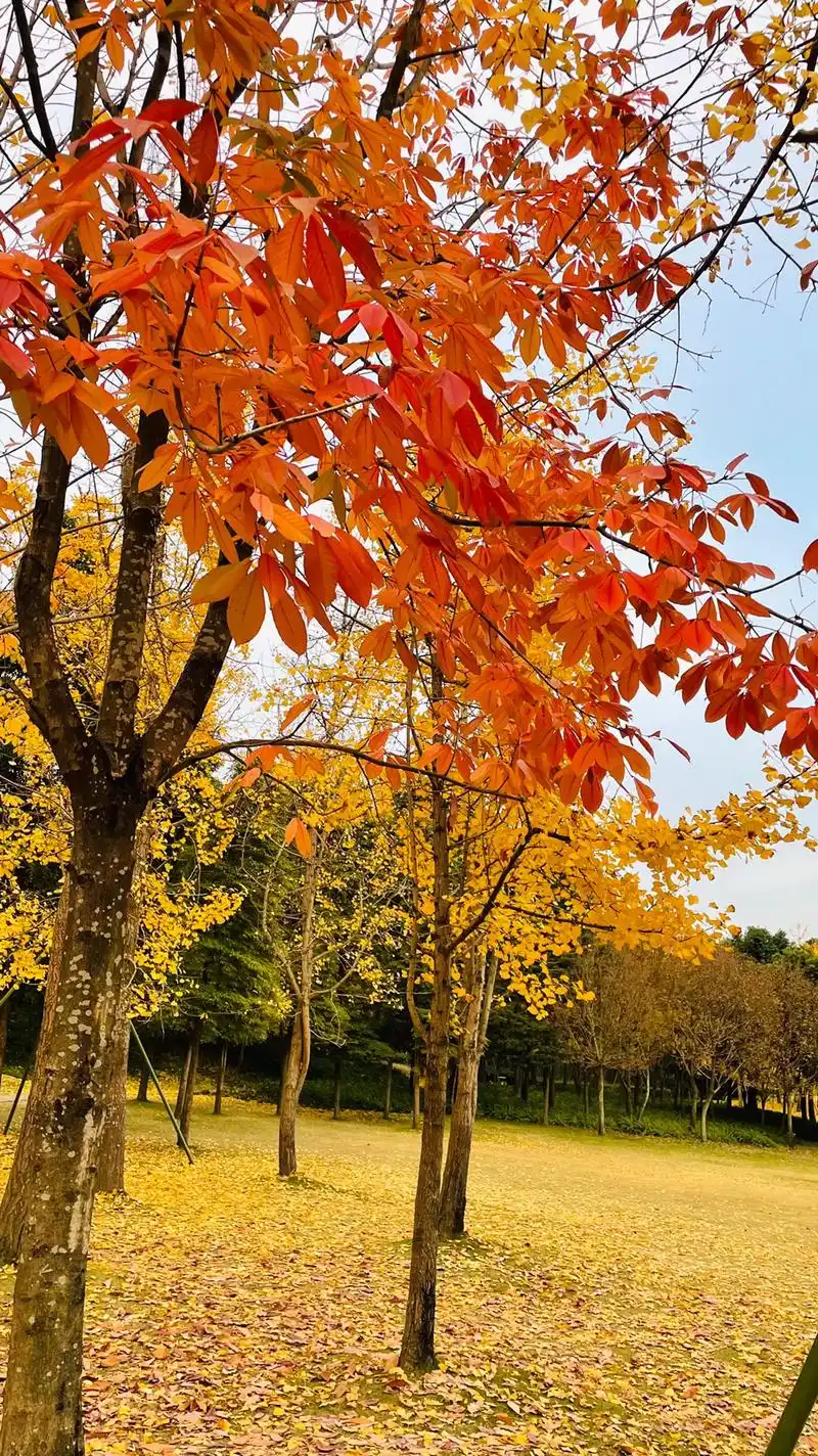 最美银杏树 #散步随拍 #大自然的美 #支持抖音传播正能量 - 抖音