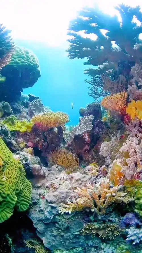 好风景要配好心情,蓝色治愈系 的 海底世界 海洋生物 五彩斑斓 活力