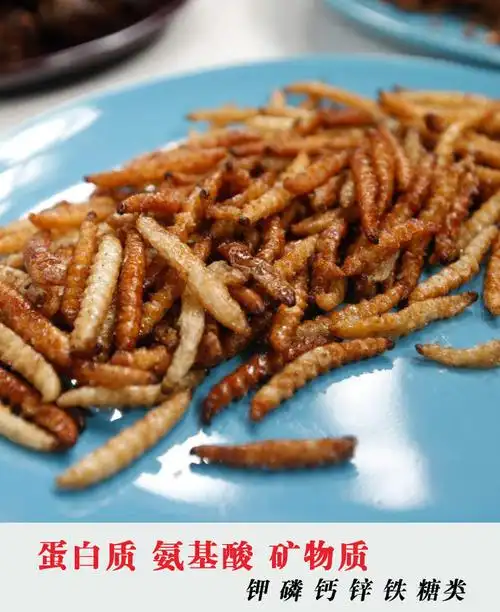 竹香虫云南傣族美食油炸竹香虫香酥竹蜂昆虫美味舌尖上的美味竹蛹