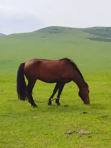 这匹骏马静立不动,好像在回味着草原的无限乐趣.