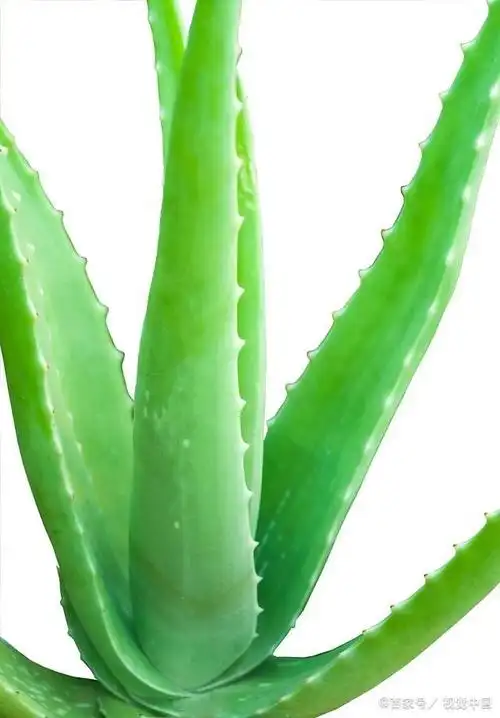 关于美容的斑点芦荟养殖