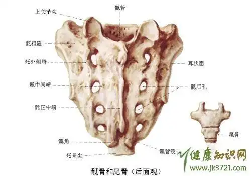 尾椎和骶骨共同组成骶尾关节,当骶尾关节曾经受到撞伤或者挫伤时,容易