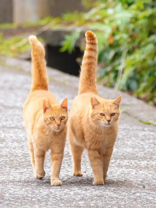 尾巴高高竖起来的大橘