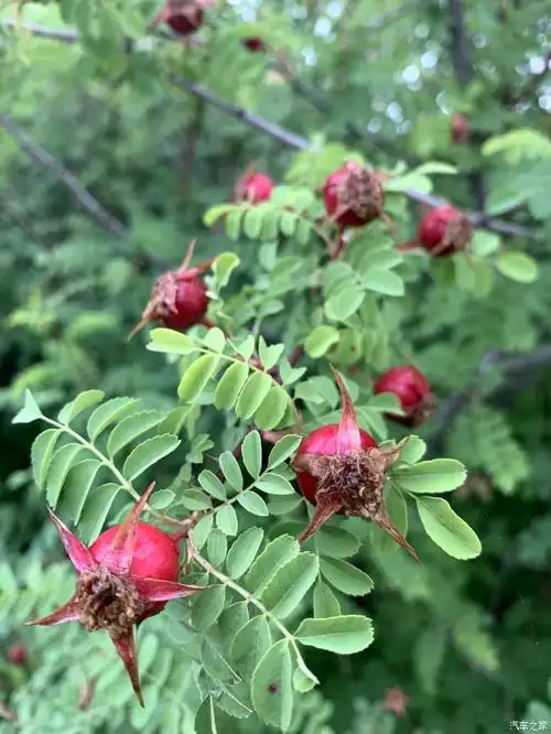 【征服一夏,有我大8】云南行之写在出发之前