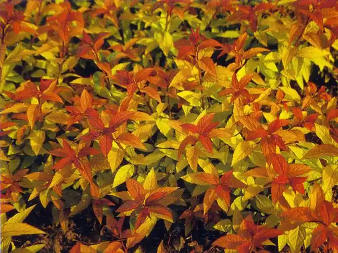 爱】金焰绣线菊批发【彩叶豆梨基地】城市绿化小苗