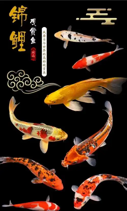 锦鲤鱼活体观赏鱼活鱼小型易养冷水淡水小鱼苗风水招财鱼金鱼2630cm