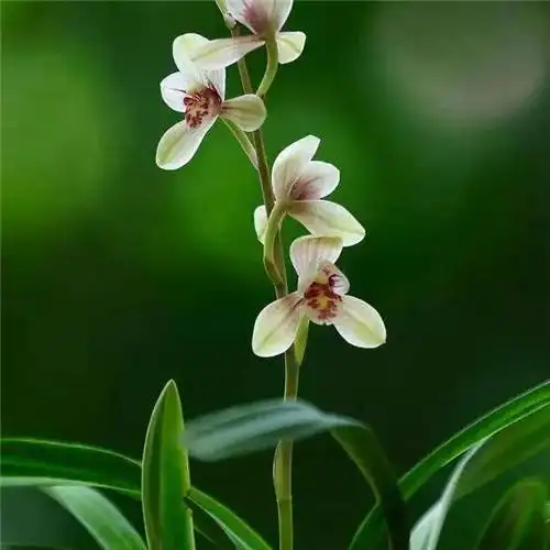 唯美清新脱俗兰花头像图片大全_植物头像_头像屋