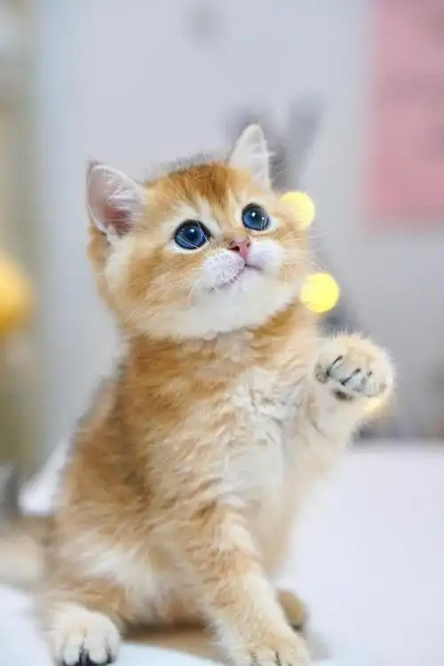 英短金渐层可可爱爱