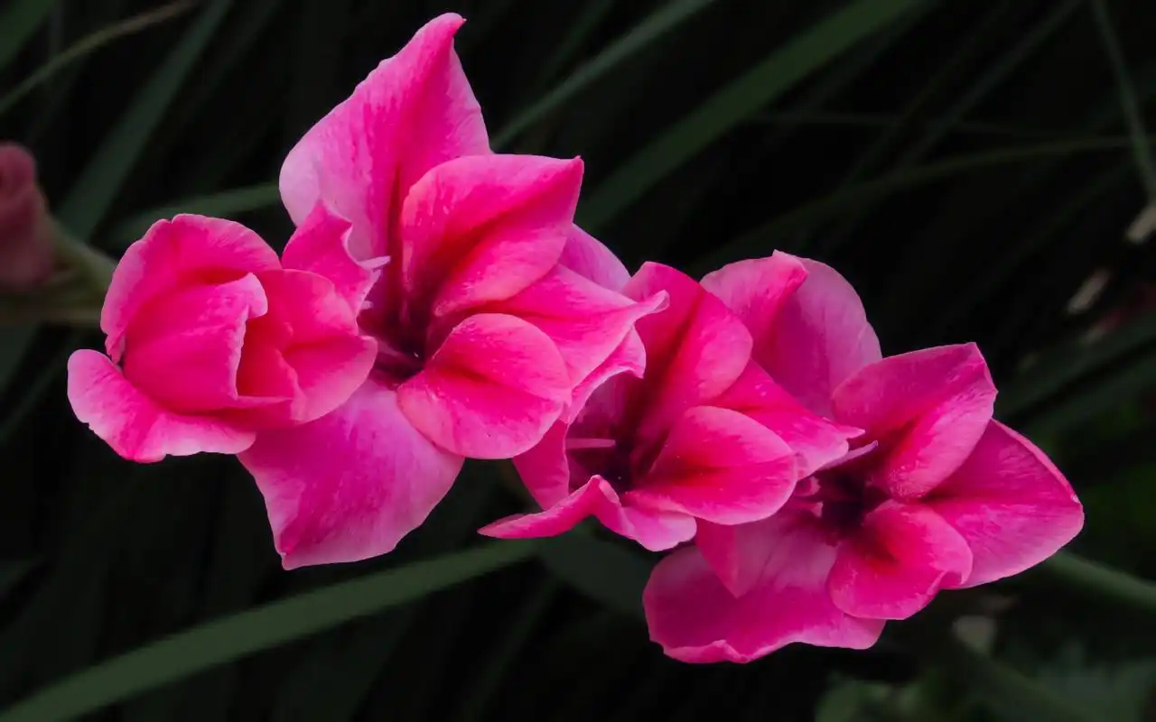 娇艳欲滴的唐菖蒲花唯美摄影图片桌面壁纸