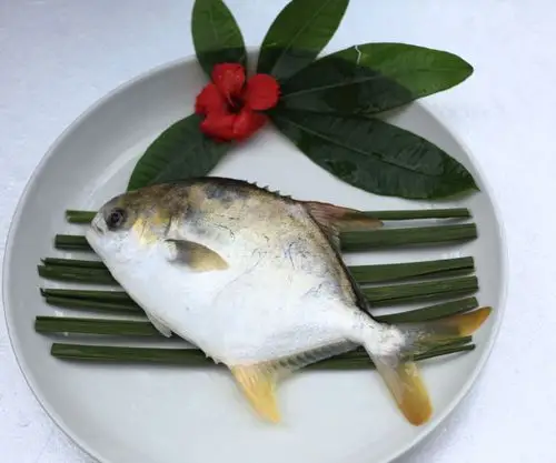 金鲳鱼 北部湾金鲳鱼 深海养殖金鲳鱼 500600金鲳鱼