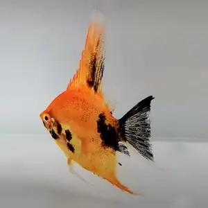 大红袍红魔鬼燕鱼神仙鱼鳞片发色活体观赏鱼