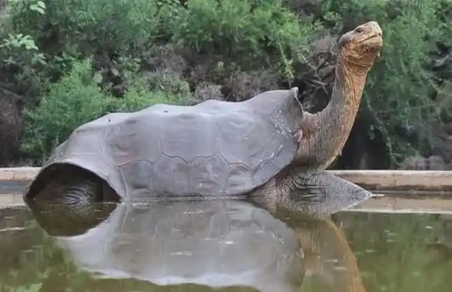 加拉帕戈斯象龟,可18个月不吃喝,却险被欧洲人捕杀殆尽!_百科ta说
