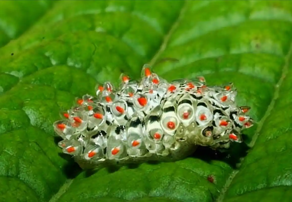 褐晶亮蛾acraga coa 全身棕红色,毛茸茸的极其可爱,常分布于墨西哥