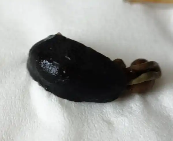 早上起来发现床边上有个东西貌似虫子,椭圆形的黑色的无腿肉肉的,看着