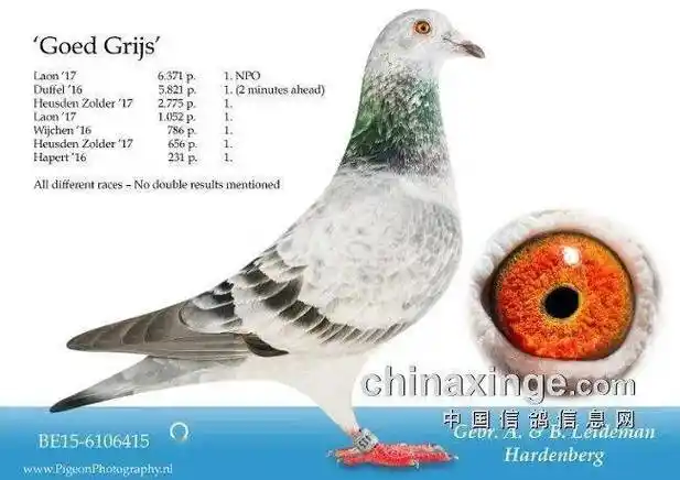 「名鸽」有颜有值的麒麟花超级种鸽"好花"_范登布兰德_兄弟_雷德曼