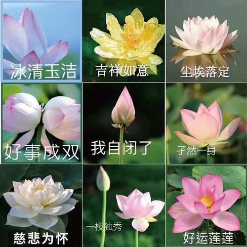 50张佛系莲花表情包文字贴纸搞笑个性沙雕网红装饰防水手账贴纸