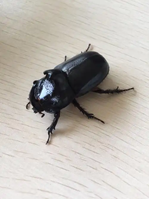 犀牛甲虫有毒吗?可不可以养,怎么养?