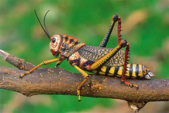 生命:野生动物图片集