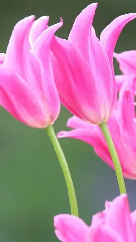 粉红色的郁金香,鲜花,春天 5k