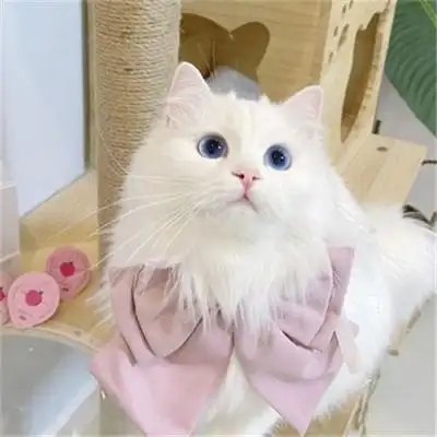 2022很萌的可爱的猫咪图片 超可爱猫咪图片萌萌哒_动物头像_美头网