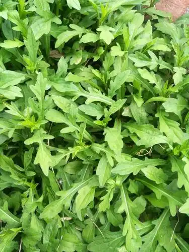 农村一种野生植物,人称"马兰头",味道不错,还是极品中草药