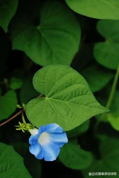 牵牛花:花开一年又一年(图文原创)