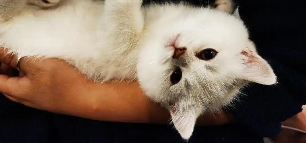 求领养金血幼猫银渐层巧克力色自家繁育