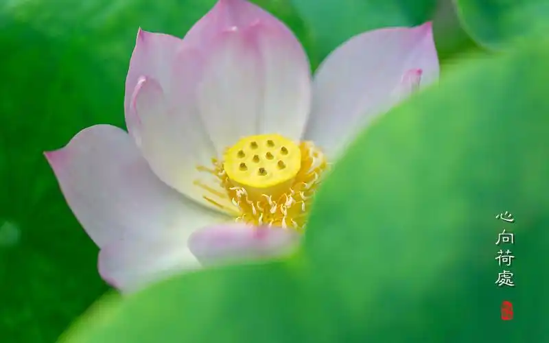 唯美荷塘荷花壁纸夏日微距荷花摄影