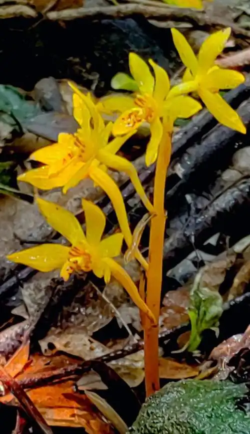 三明山涧发现3株!极度濒危,全球发现总数不到百株