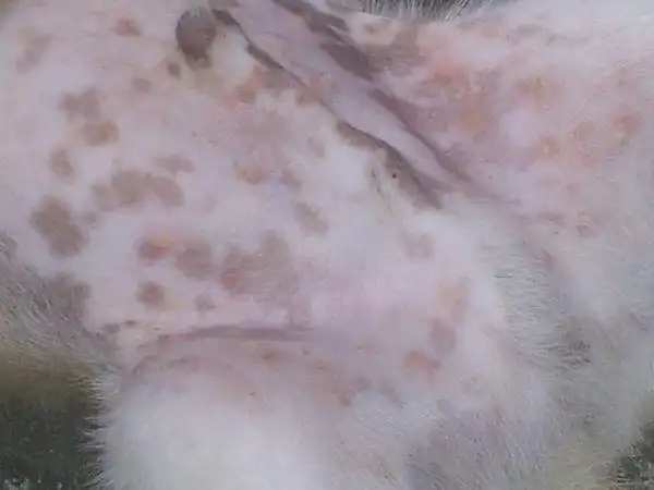 我的狗狗身上不知道为什么,生了一些黄色浓状物,不知道是不是螨虫咬的