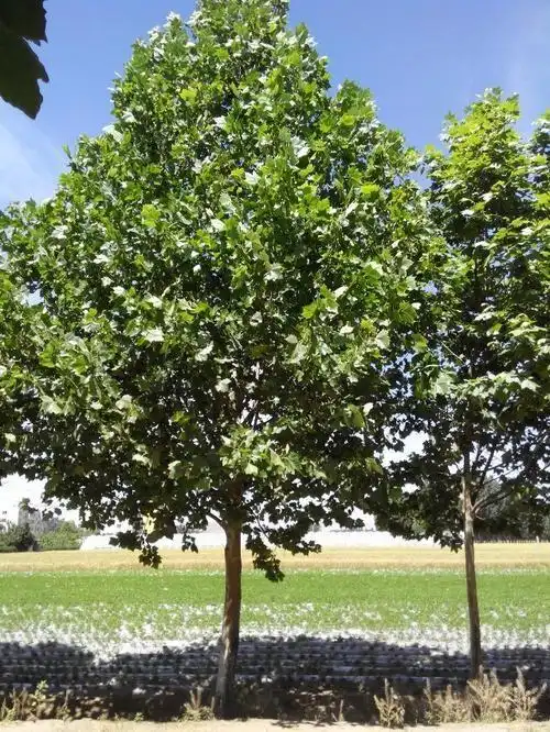 南京市速生法桐哪里有便宜货