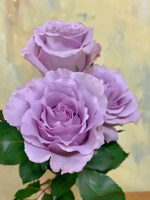 海洋之歌玫瑰好美