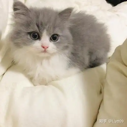 英短长毛,蓝白高地,长毛蓝白 - 知乎