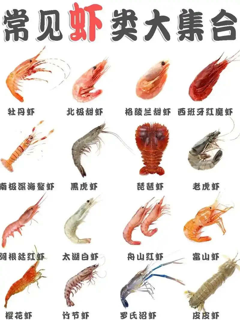 常见虾类大集合,16种虾特点与食用方法!|||17 - 抖音