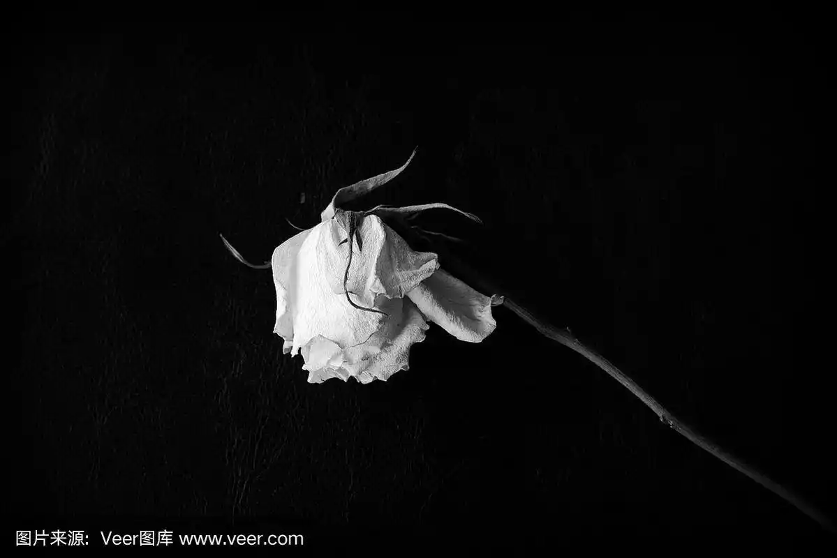 干燥的白玫瑰在黑暗的背景上的特写.黑色和白色