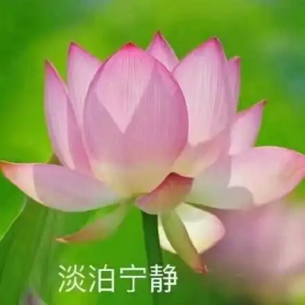 荷花,表情包,头像,沙雕佛系