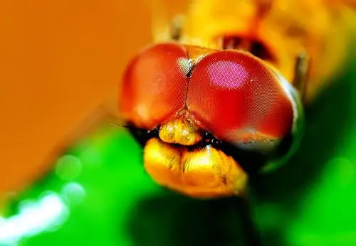 【蜻蜓大头微】