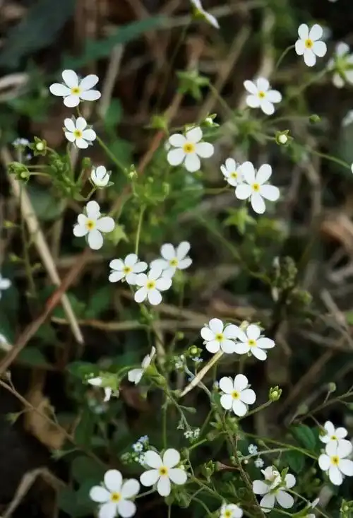 点地梅花图片点地梅图片点地梅植物图片