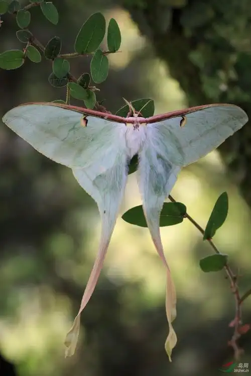 长尾大蚕蛾