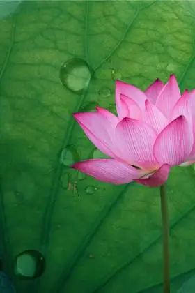 立夏荷花荷叶水珠