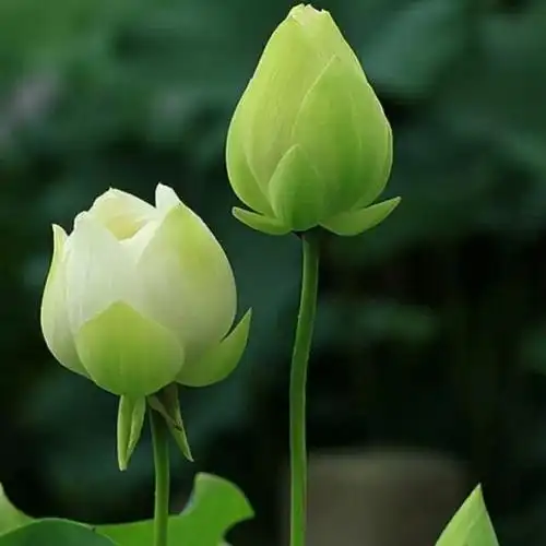 淡然若水-爱难求情难断- 全民k歌,ktv交友社区